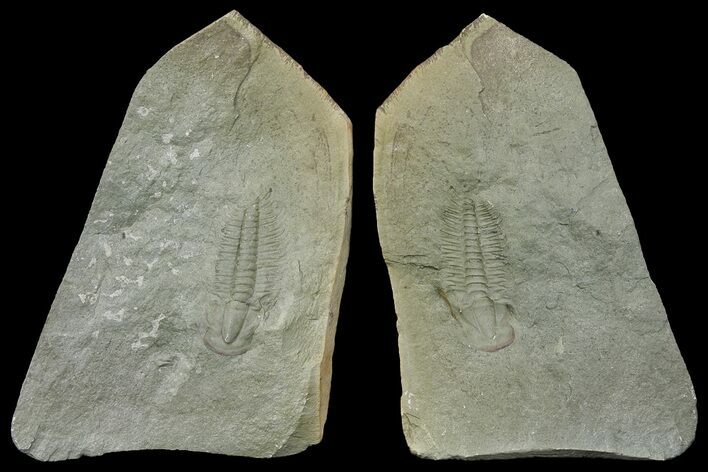 Cambrian Trilobite (Termierella) With Pos/Neg - Issafen, Morocco #170925